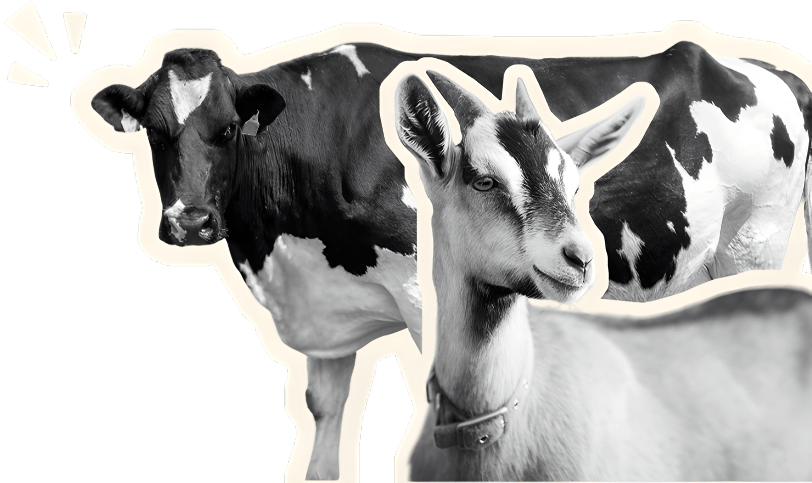 Une vache et une chèvre de nos fermes partenaires
